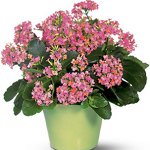 Diseases of indoor plants: viral diseases