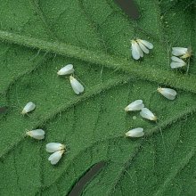 Whitefly