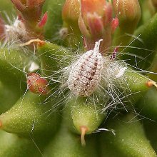 Mealybug