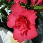 Diseases of indoor plants: pests (part 2)