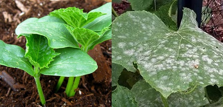 Diseases of cucumbers: symptoms, treatment and prevention (with photo) Diseases of cucumbers: symptoms, treatment and prevention (with photo)