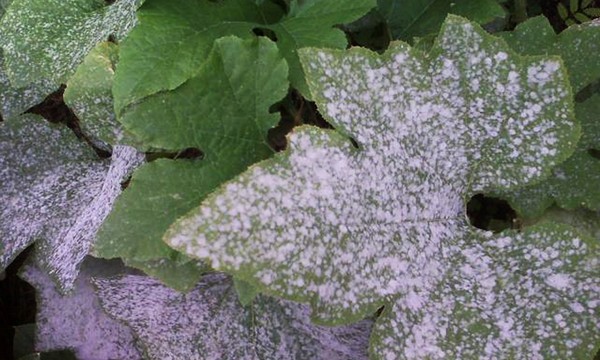 Diseases of cucumbers: symptoms, treatment and prevention (with photo) Diseases of cucumbers: symptoms, treatment and prevention (with photo)