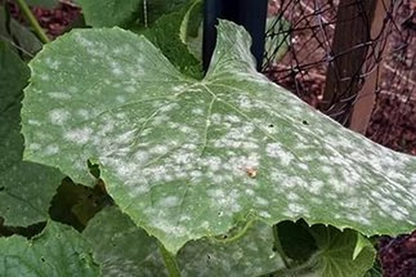 Diseases of cucumbers: symptoms, treatment and prevention (with photo) Diseases of cucumbers: symptoms, treatment and prevention (with photo)