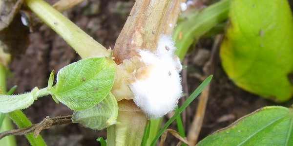 Diseases of cucumbers: symptoms, treatment and prevention (with photo)