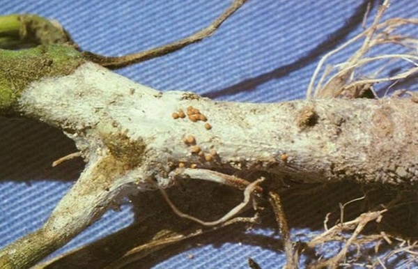 Diseases of cucumbers: symptoms, treatment and prevention (with photo)