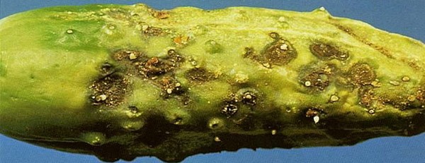Diseases of cucumbers: symptoms, treatment and prevention (with photo)