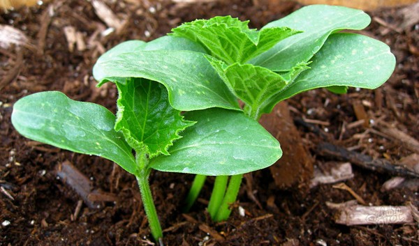 Diseases of cucumbers: symptoms, treatment and prevention (with photo)