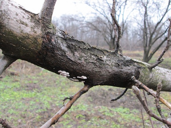 Ambulance for the garden or the disease of apple trees and their treatment