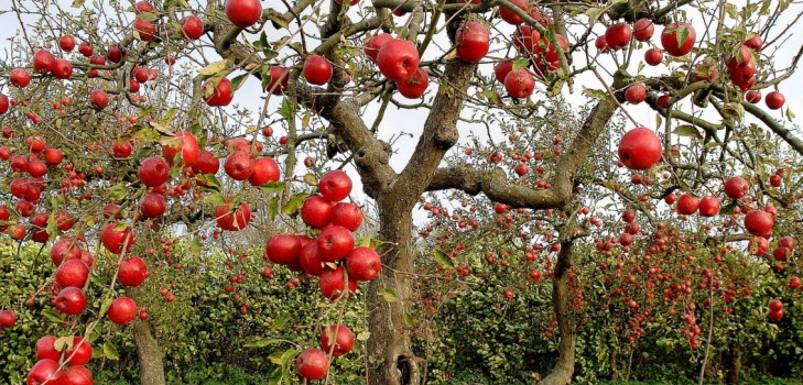 Ambulance for the garden or the disease of apple trees and their treatment