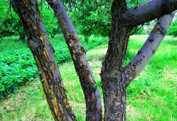 Ambulance for the garden or the disease of apple trees and their treatment