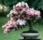 Bonsai Bonsai