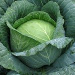 Control of pests of cabbage Control of pests of cabbage