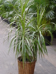 What if the dracaena dries or turns yellow? 