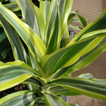 What if the dracaena dries or turns yellow? 