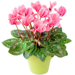 Cyclamen