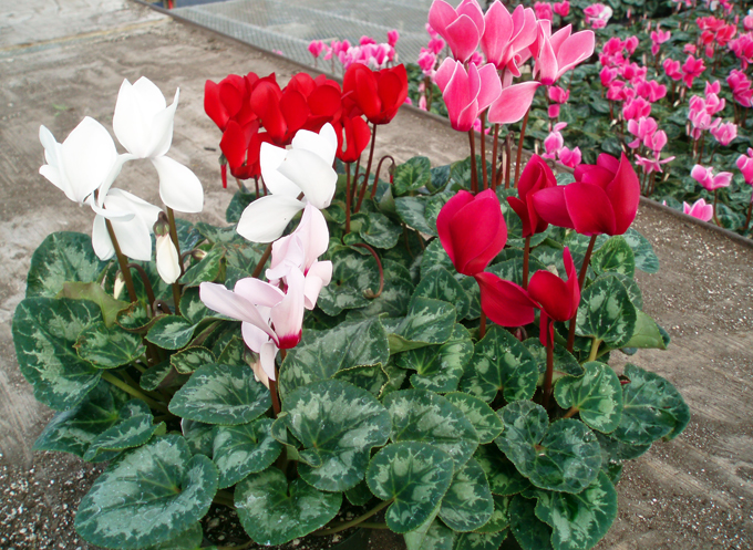 Cyclamen at home
