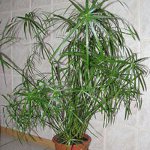 Cypherus Cypherus