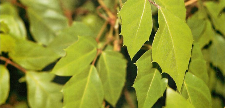 Cissus: photo and home care