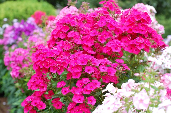 Beautiful flowers for a flower bed