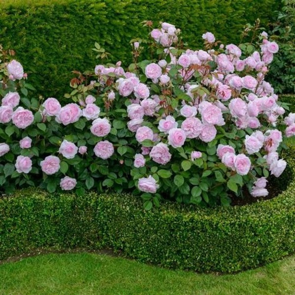 Beautiful flowers for a flower bed