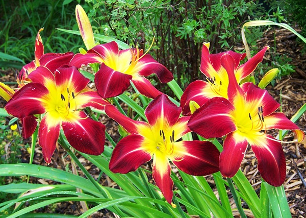 Beautiful flowers for a flower bed