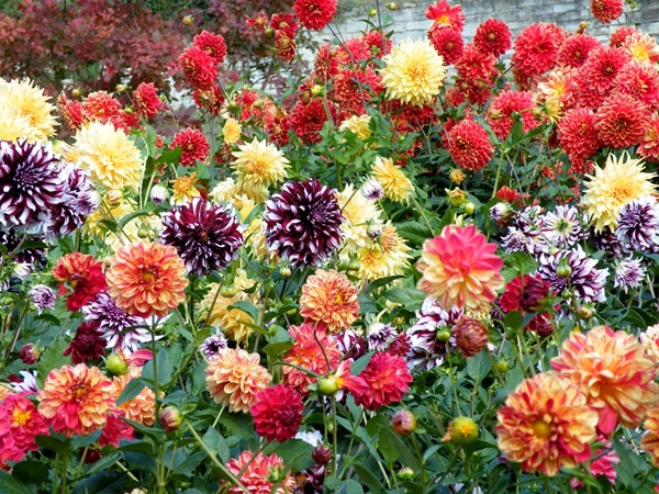 Beautiful flowers for a flower bed