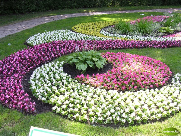 Beautiful flowers for a flower bed
