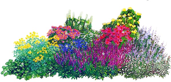 Beautiful flowers for a flower bed