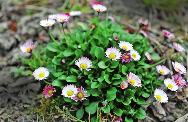 Beautiful flowers for a flower bed