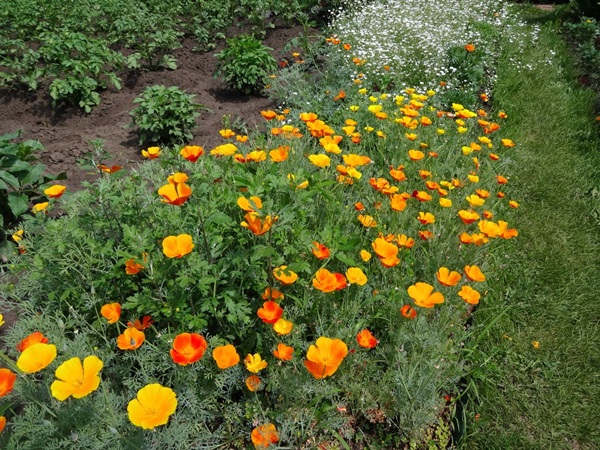 Beautiful flowers for a flower bed