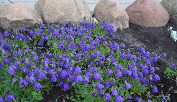 Beautiful flowers for a flower bed