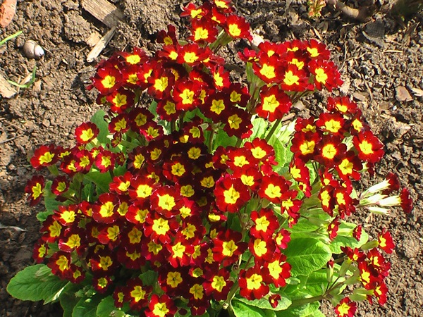 Beautiful flowers for a flower bed