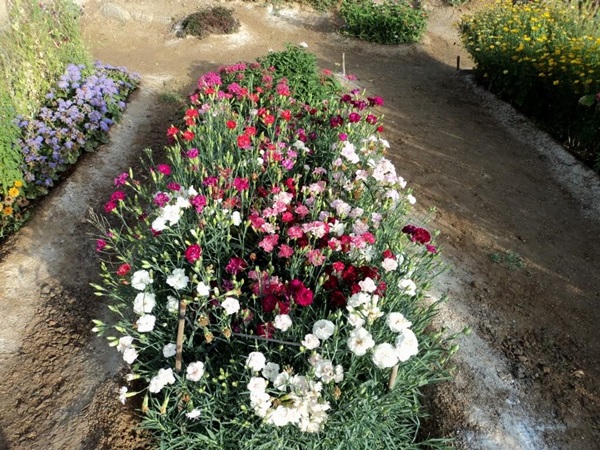 Beautiful flowers for a flower bed