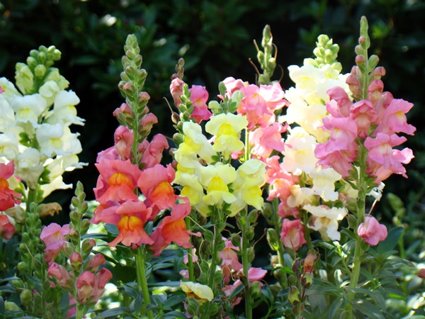 Beautiful flowers for a flower bed