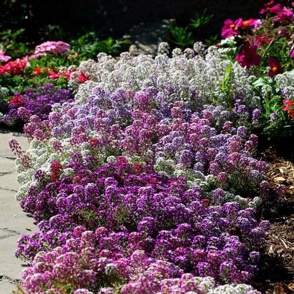 Beautiful flowers for a flower bed