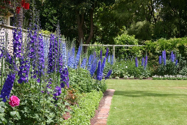 Beautiful flowers for a flower bed