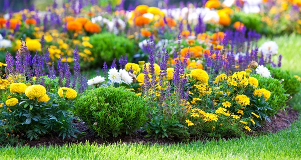 Beautiful flowers for a flower bed