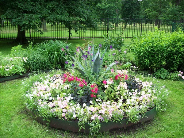 Beautiful flowers for a flower bed