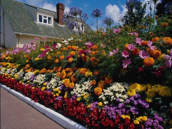 Beautiful flowers for a flower bed