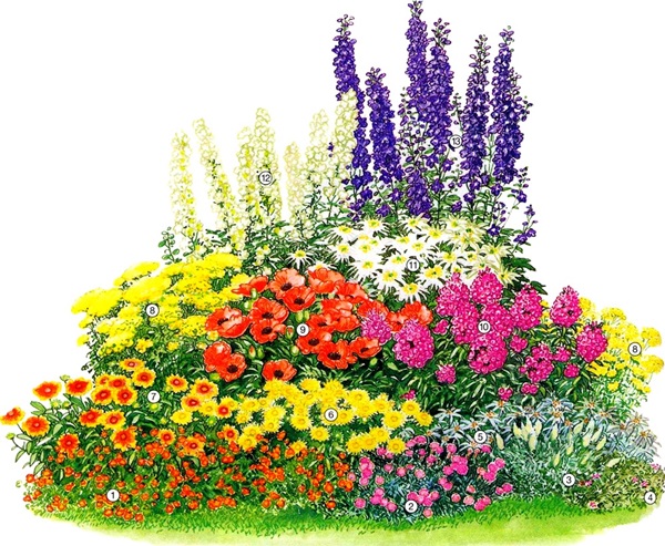 Beautiful flowers for a flower bed