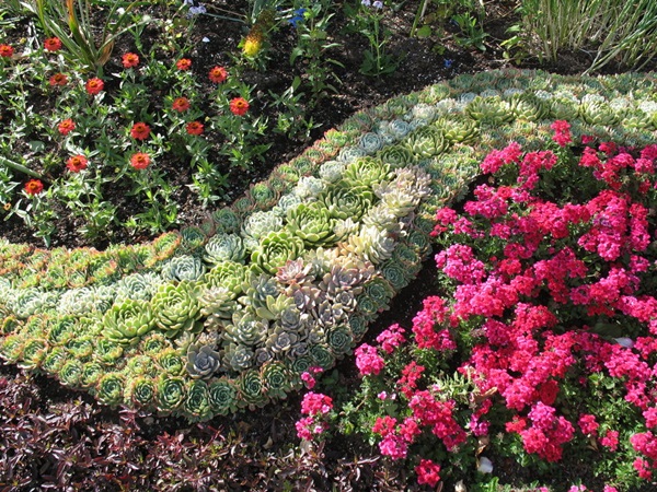 Beautiful flowers for a flower bed