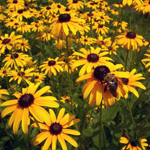Flowers-perennials Flowers-perennials
