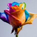 Flowers for March 8: original painted bouquets Flowers for March 8: original painted bouquets