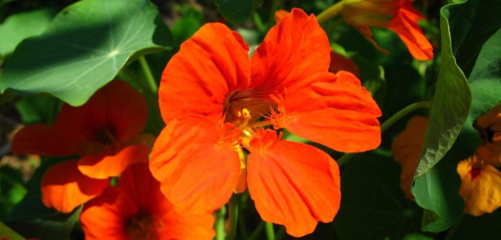 Flower Nasturtium: how to grow from seeds, how to care, beautiful photos