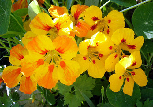 Nasturtium - growing from seeds