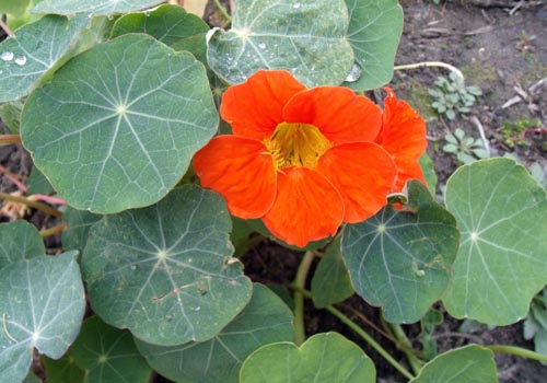 Flower Nasturtium