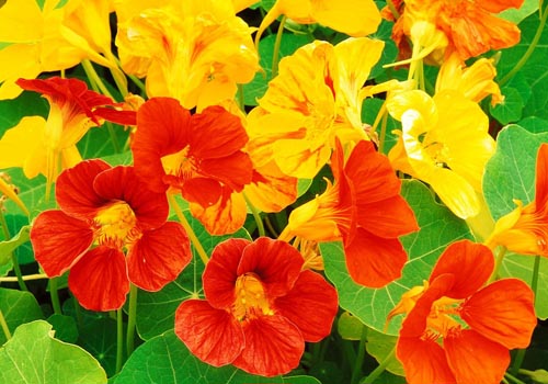 Flower Nasturtium: how to grow from seeds, how to care, beautiful photos