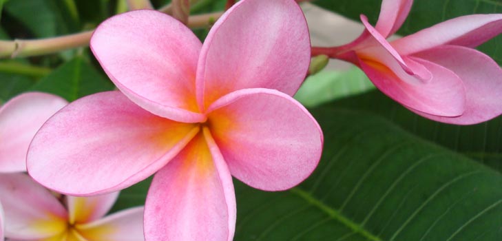 Flower Plumeria - the magic scent in your home