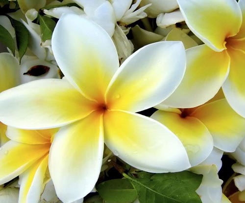 Flower Plumeria - the magic scent in your home