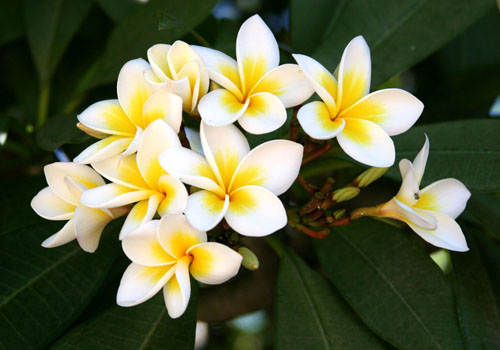 Flower Plumeria - the magic scent in your home